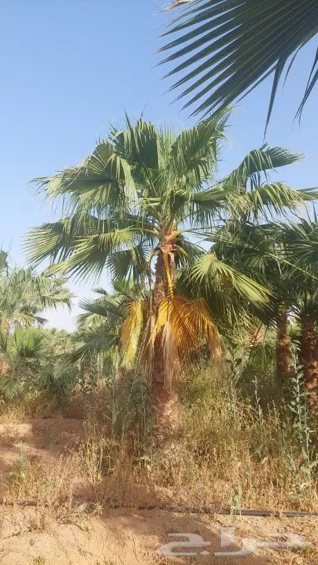 نخل وشنطونيا 7