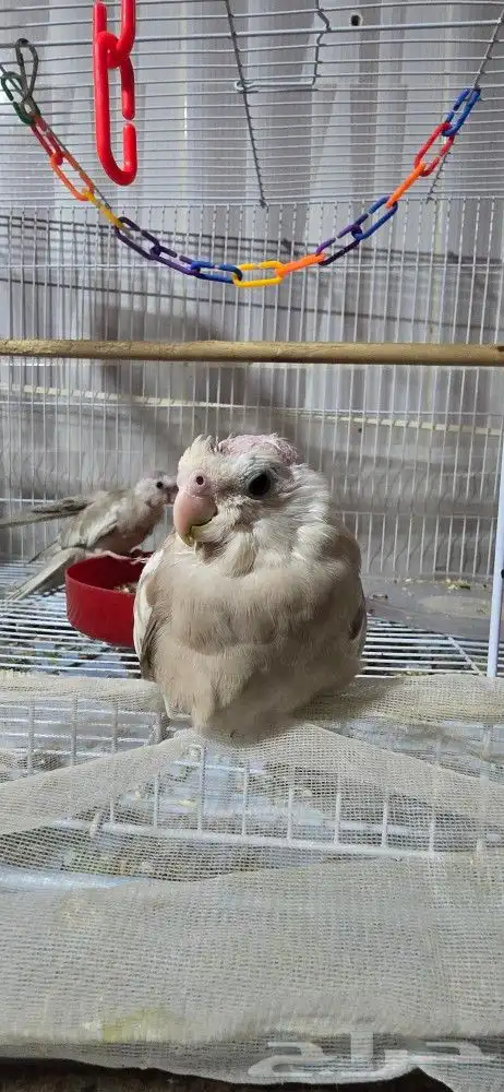 فرخ كروان 2