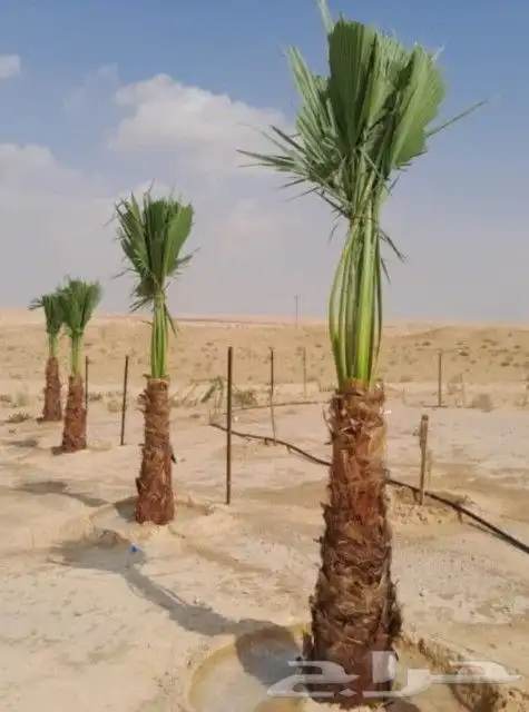 النخل للبيع 6