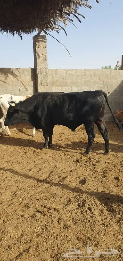 بقر ثور عجل اضحيه بقره بقرة 9