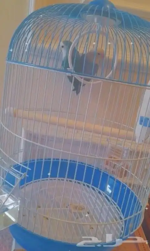 للبيع عصافير روز 0