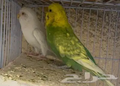 باجي للبيع 0