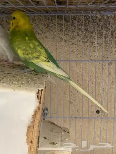 باجي للبيع 2