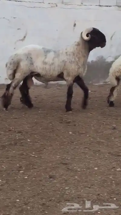 فحول نعيم صنف مشروطه للبيع 7