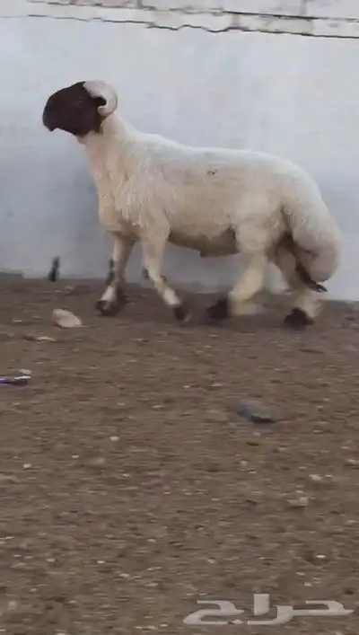 فحول نعيم صنف مشروطه للبيع 3