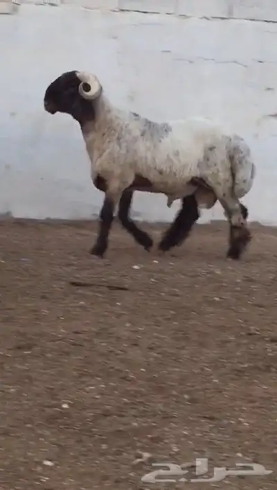فحول نعيم صنف مشروطه للبيع 8