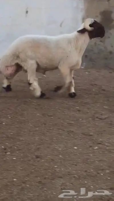 فحول نعيم صنف مشروطه للبيع 5