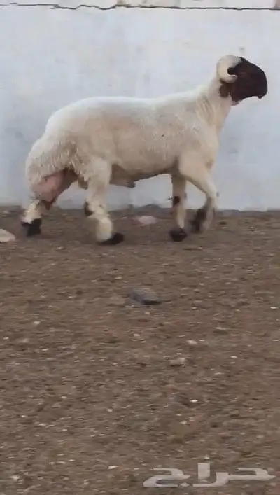 فحول نعيم صنف مشروطه للبيع 4