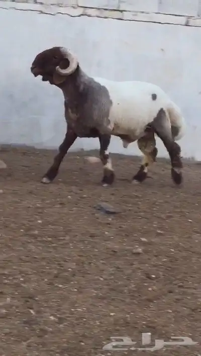 فحول نعيم صنف مشروطه للبيع 0