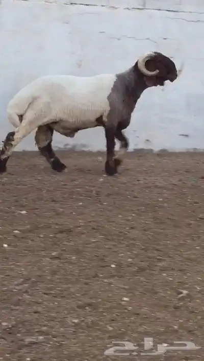 فحول نعيم صنف مشروطه للبيع 2