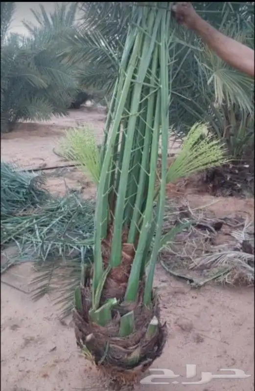 النخل للبيع 9