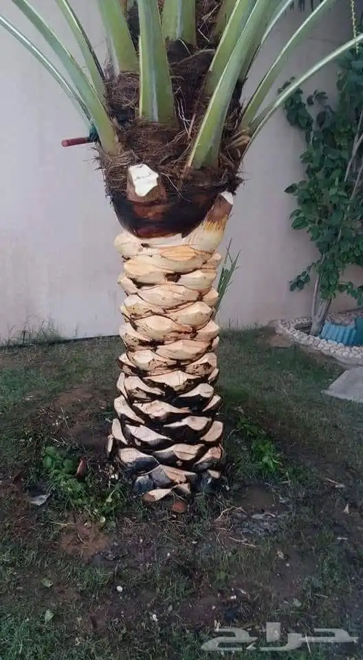 تنسيق حدائق جدة و مكه 13