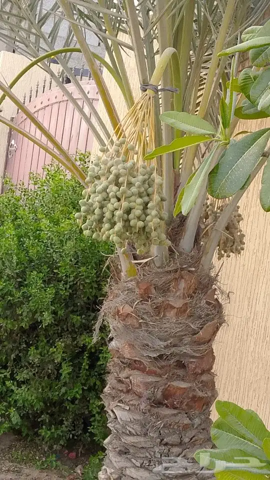 نقوم برش انخيل من الغبير 1