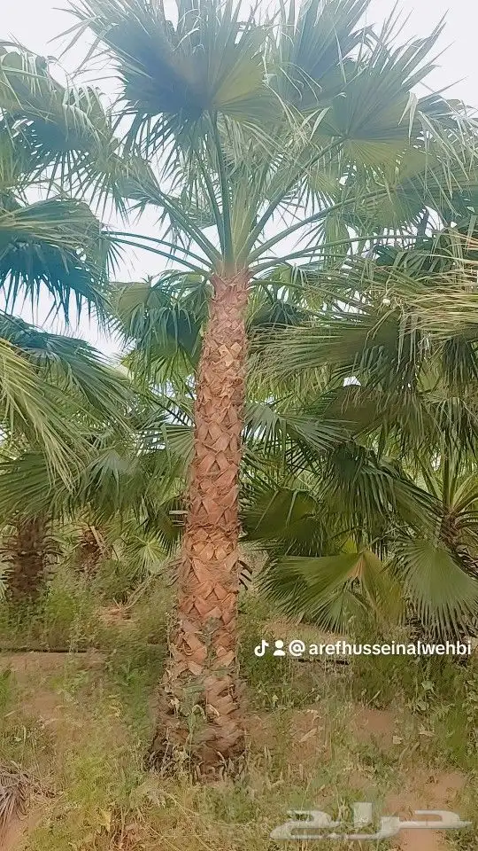 نخل وشنطونيا 5