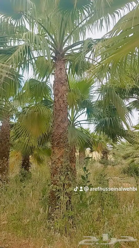 نخل وشنطونيا 4