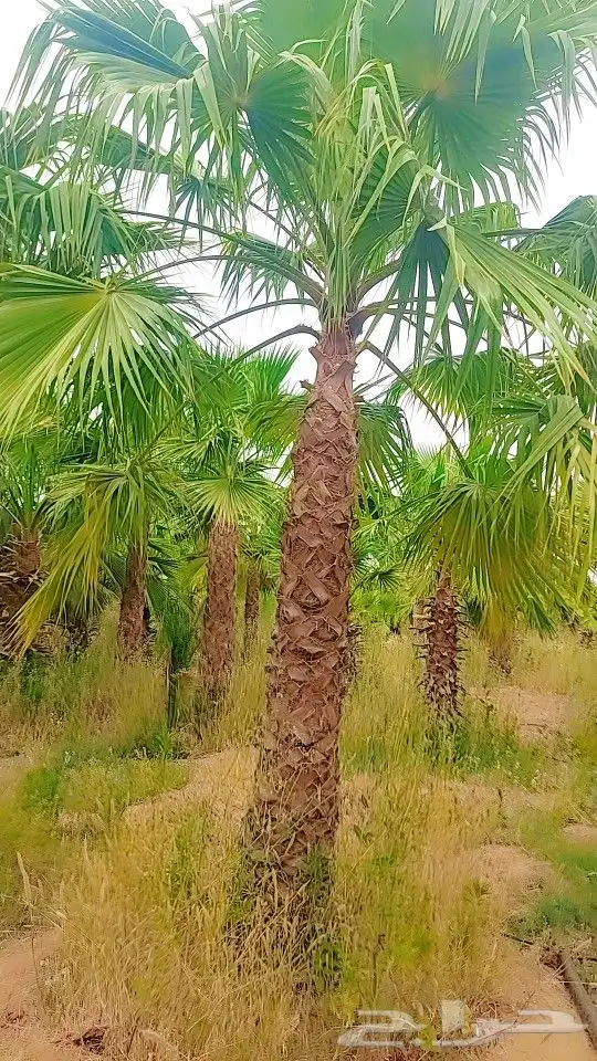 نخل وشنطونيا 6