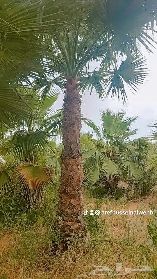 نخل وشنطونيا 3