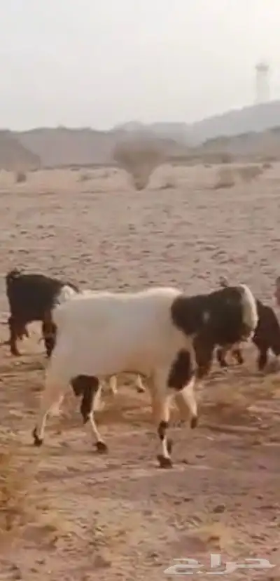 فحل هولندي شامي ع الشرط للبيع 0