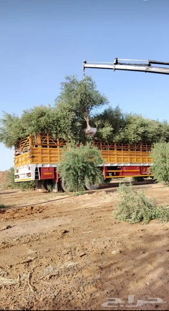 يوجد لدينا زيتون معمر مثمر جميع الأحجام ويوجد وسط ويوجد شتلا 3