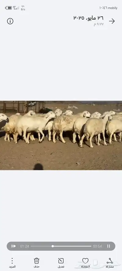 ضان حريات حرش صنف الصنف 80دفيييع عل ولدها شرط 0