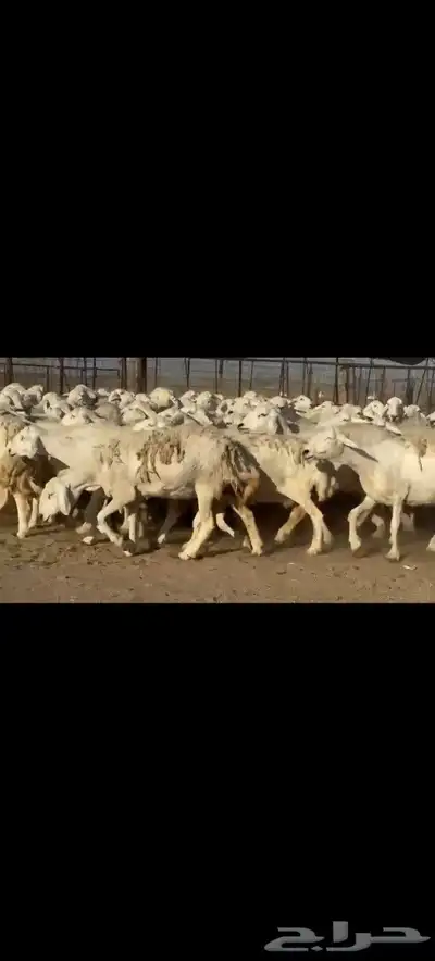 ضان حريات حرش صنف الصنف 80دفيييع عل ولدها شرط 5