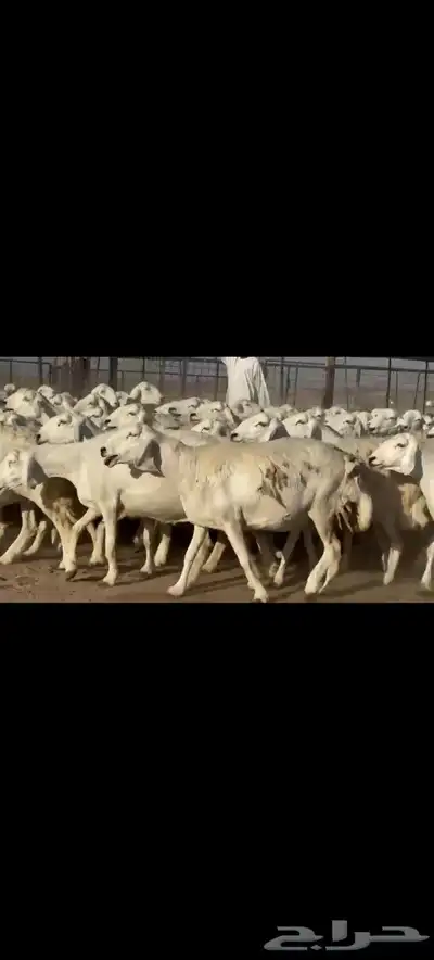 ضان حريات حرش صنف الصنف 80دفيييع عل ولدها شرط 2