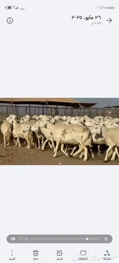 ضان حريات حرش صنف الصنف 80دفيييع عل ولدها شرط 4