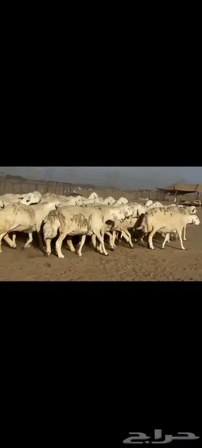 ضان حريات حرش صنف الصنف 80دفيييع عل ولدها شرط 6