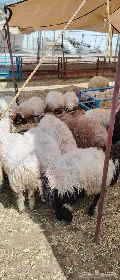نعيمي جبر متواجد بمزرعه مكه 0
