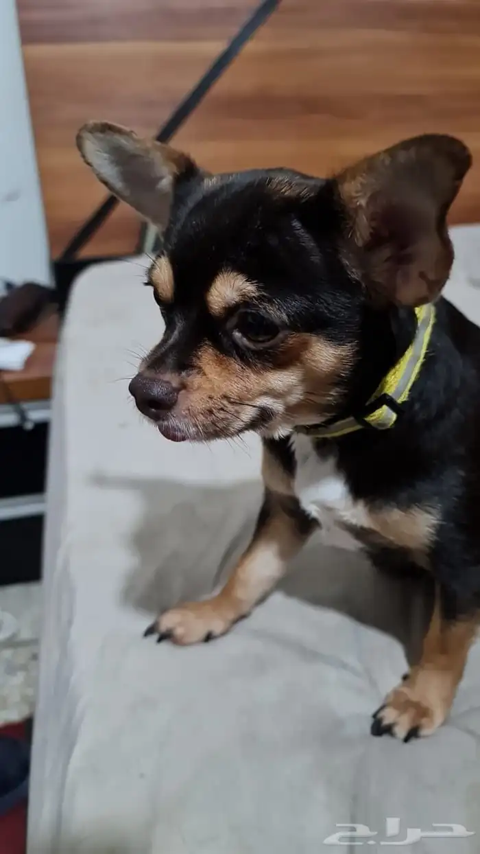 كلب شيواوا بيور تي كب 0