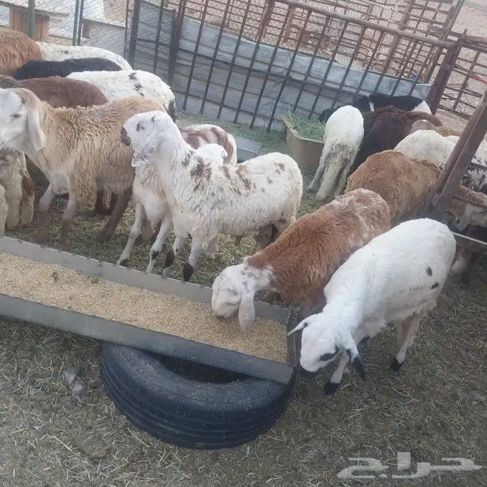 سواكن مرابي 0
