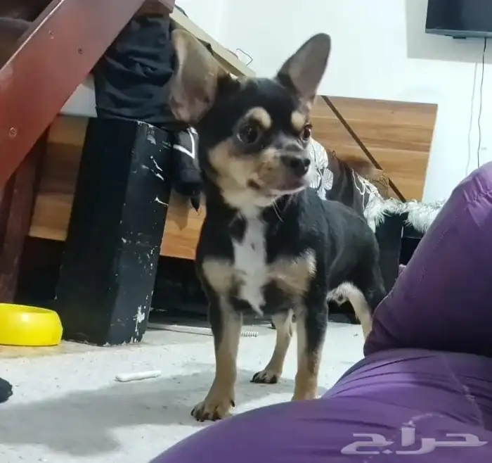 كلب شيواوا بيور تي كب 4