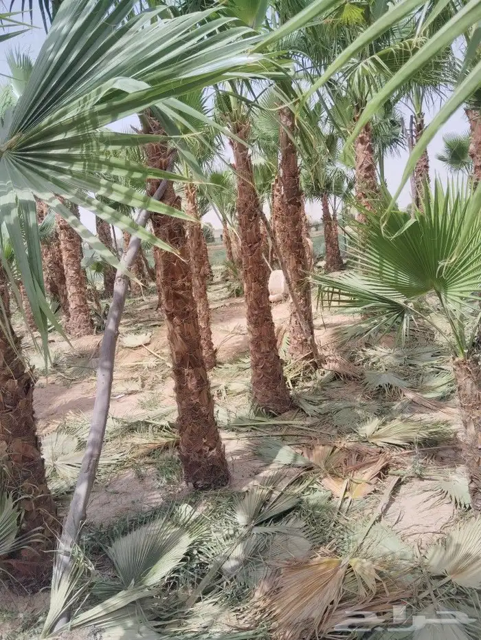 يوجد لدينا جميع انواع النخيل العربي والواشي وتوصيل 1
