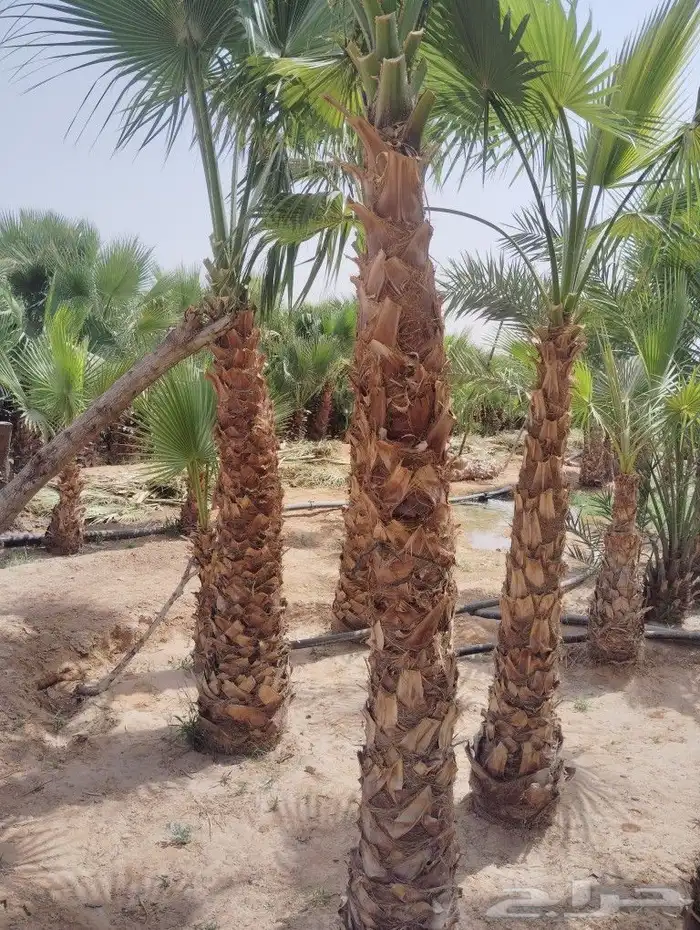 يوجد لدينا جميع انواع النخيل العربي والواشي وتوصيل 5