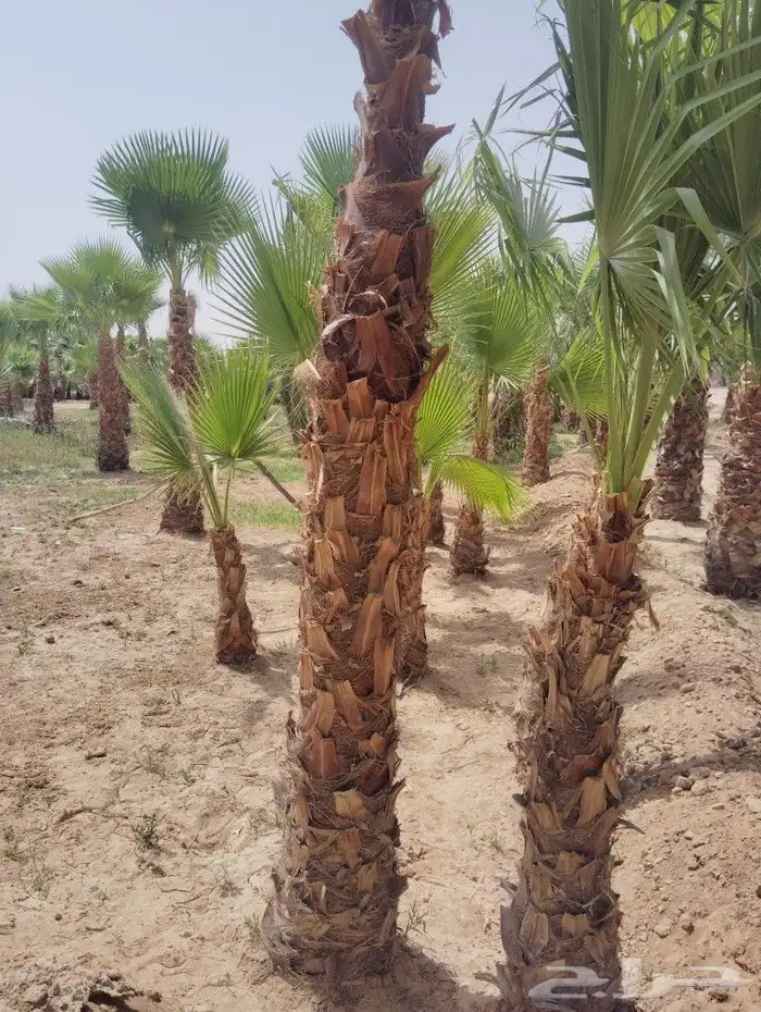 يوجد لدينا جميع انواع النخيل العربي والواشي وتوصيل 2