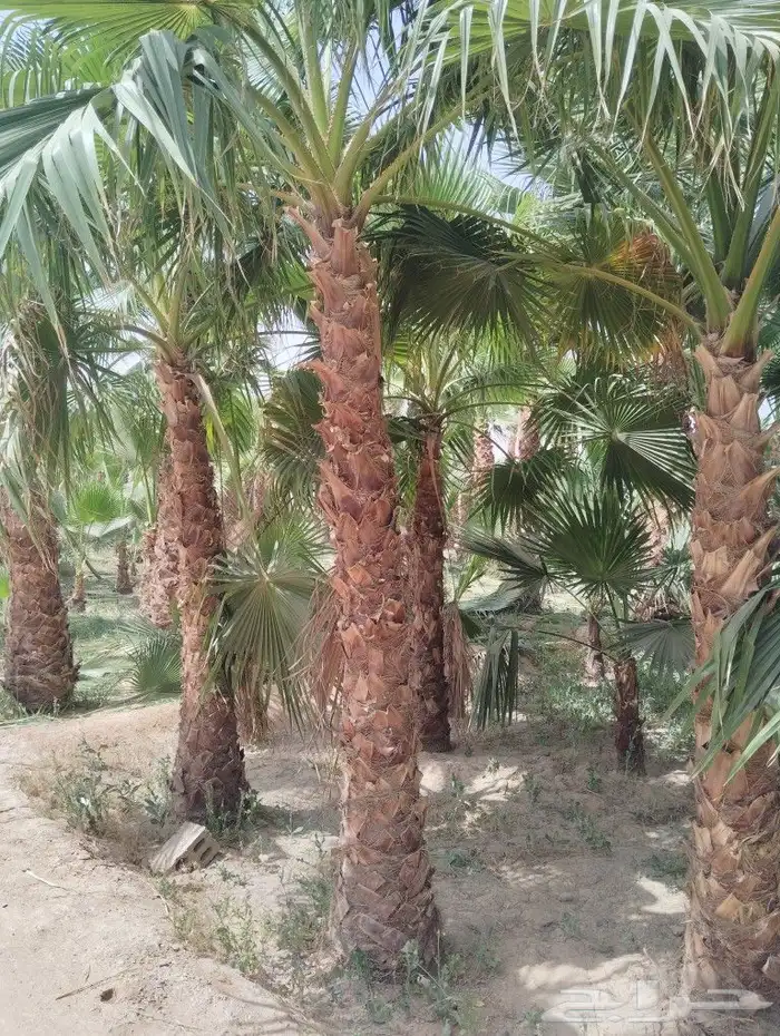 يوجد لدينا جميع انواع النخيل العربي والواشي وتوصيل 0