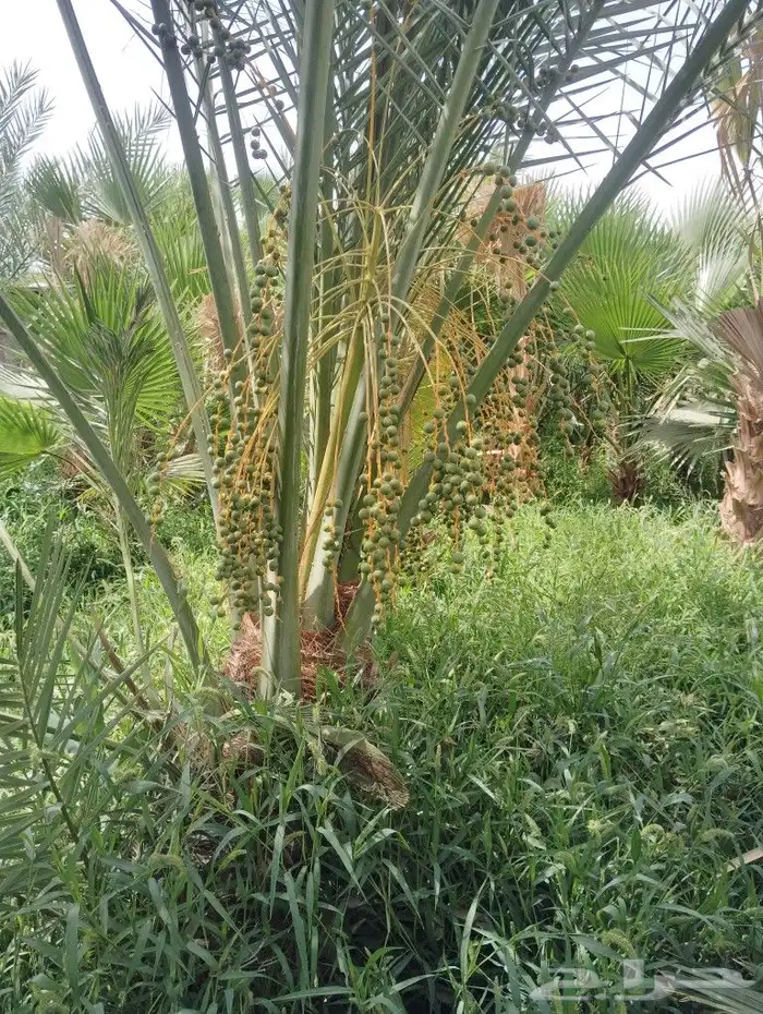 يوجد لدينا جميع انواع النخيل العربي والواشي وتوصيل 6