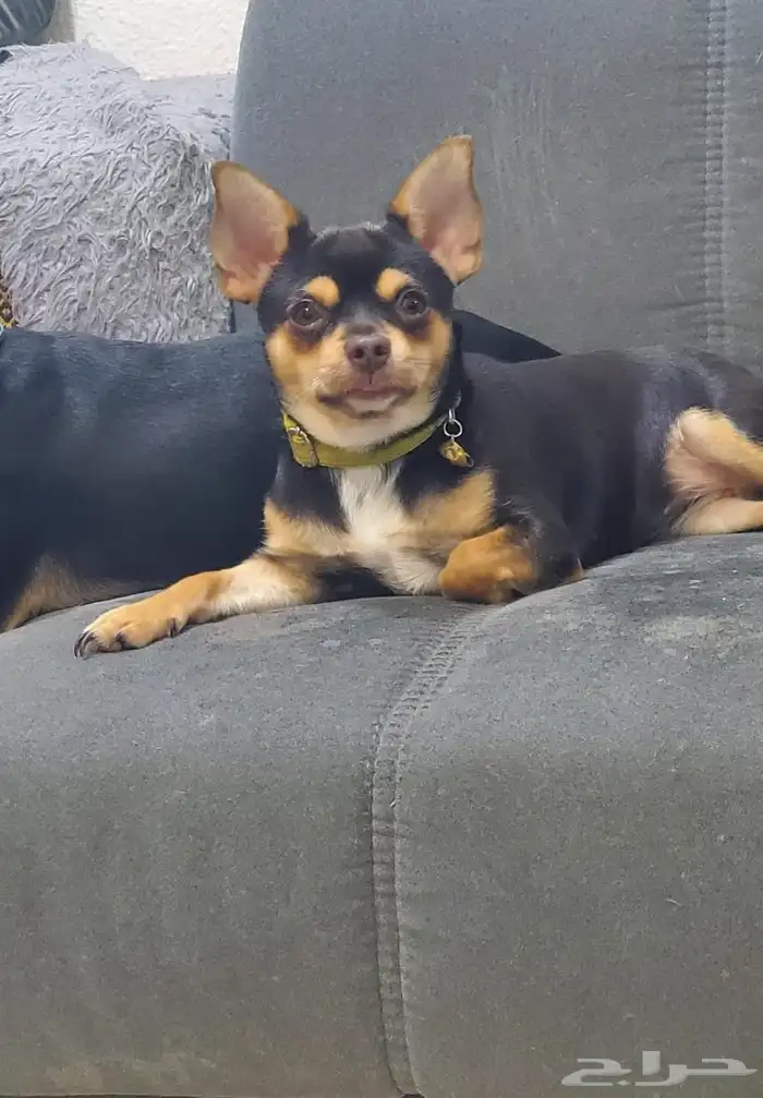 كلب شيواوا بيور تي كب 2