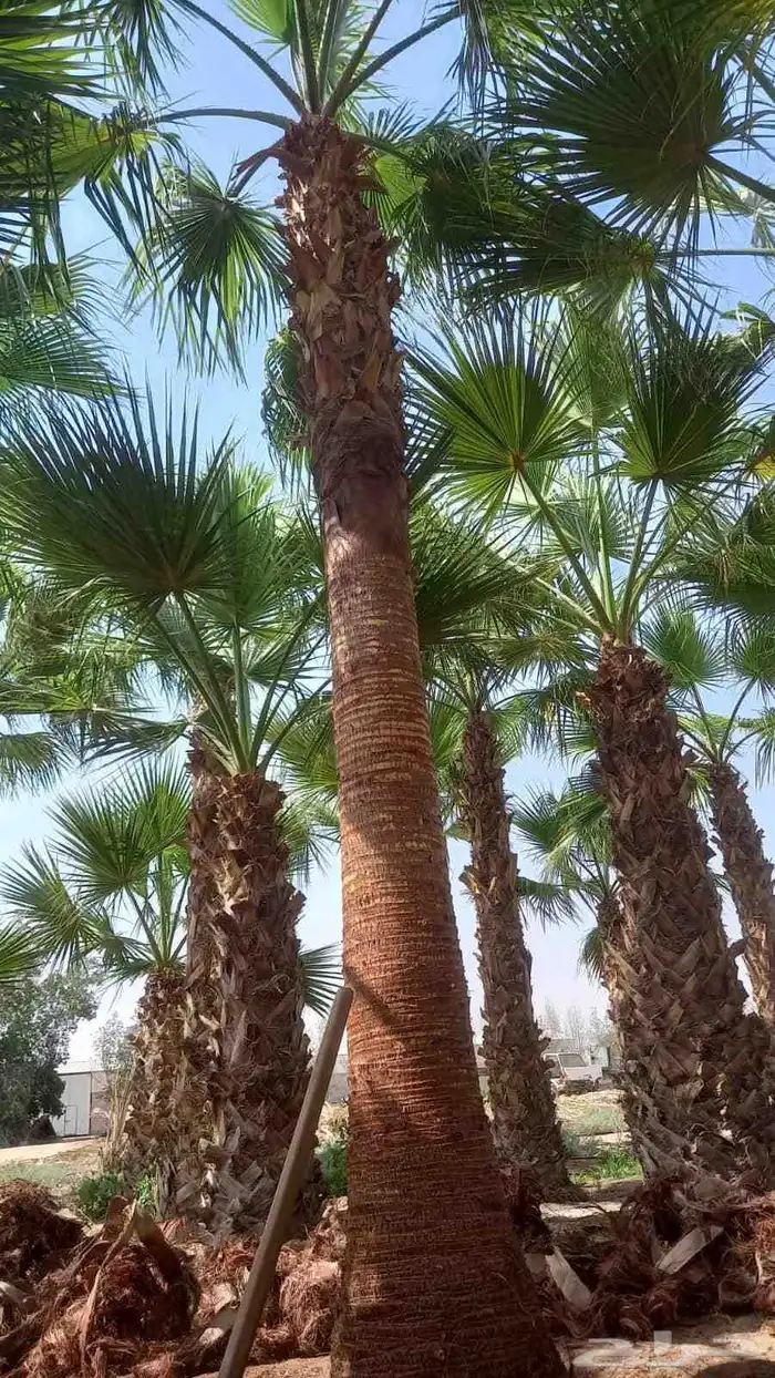 تنسيق حدائق 19