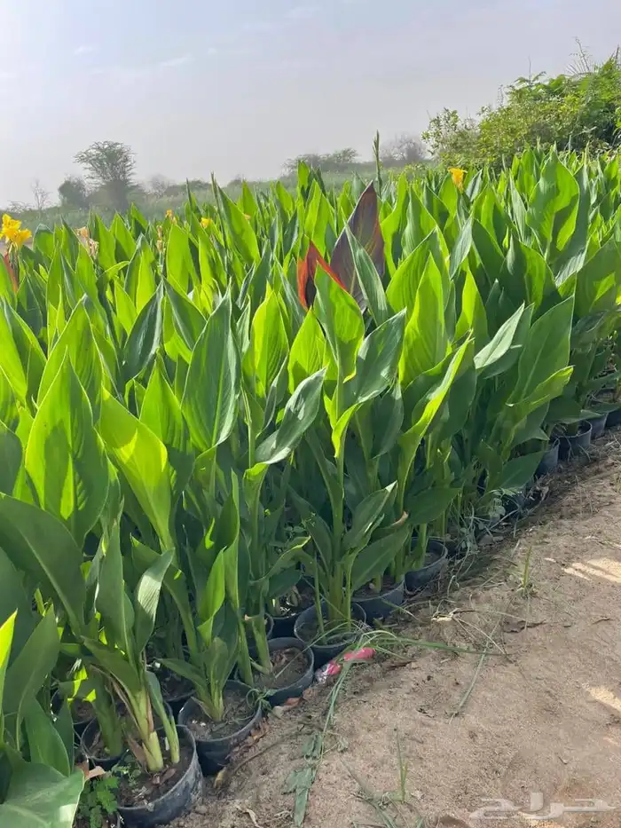 تنسيق حدائق 11