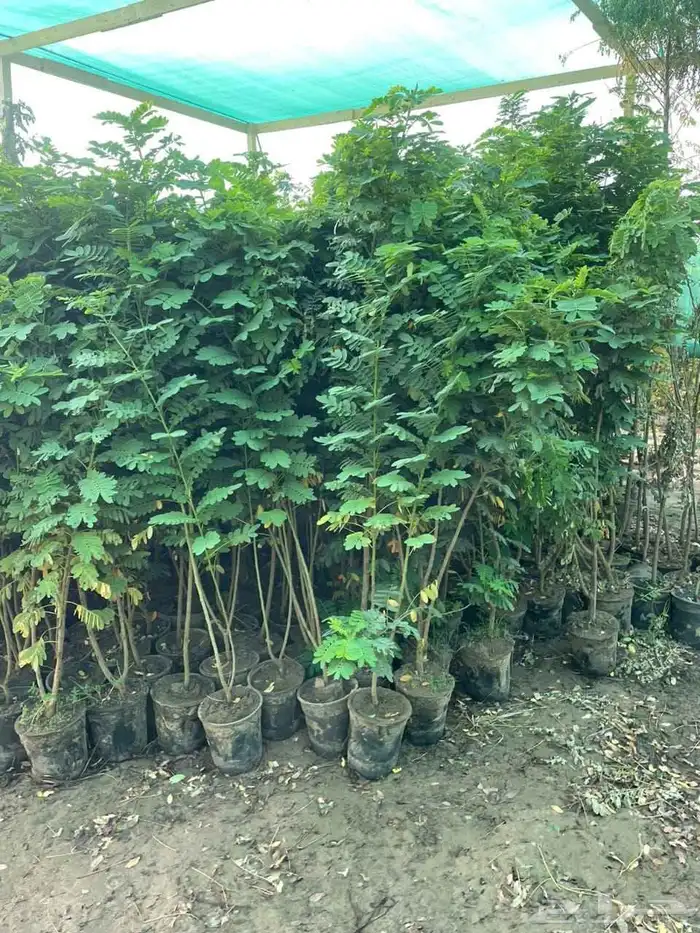 تنسيق حدائق 15