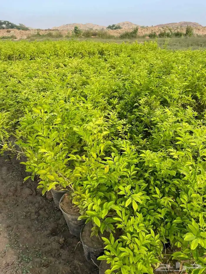 تنسيق حدائق 14