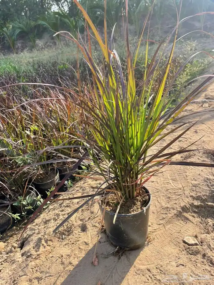 تنسيق حدائق 12