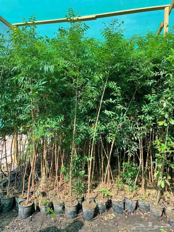 تنسيق حدائق 10