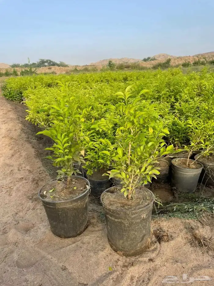 تنسيق حدائق 16