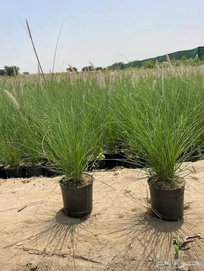 تنسيق حدائق 18