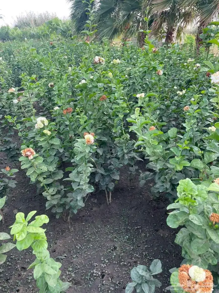 تنسيق حدائق 13