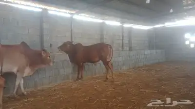 طريق لازمة خلف أسواق المفيد 2