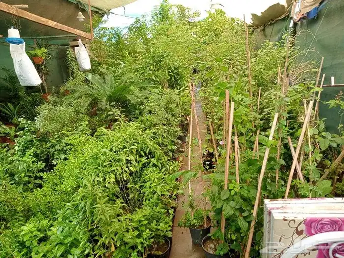 تنسيق حدائق 5