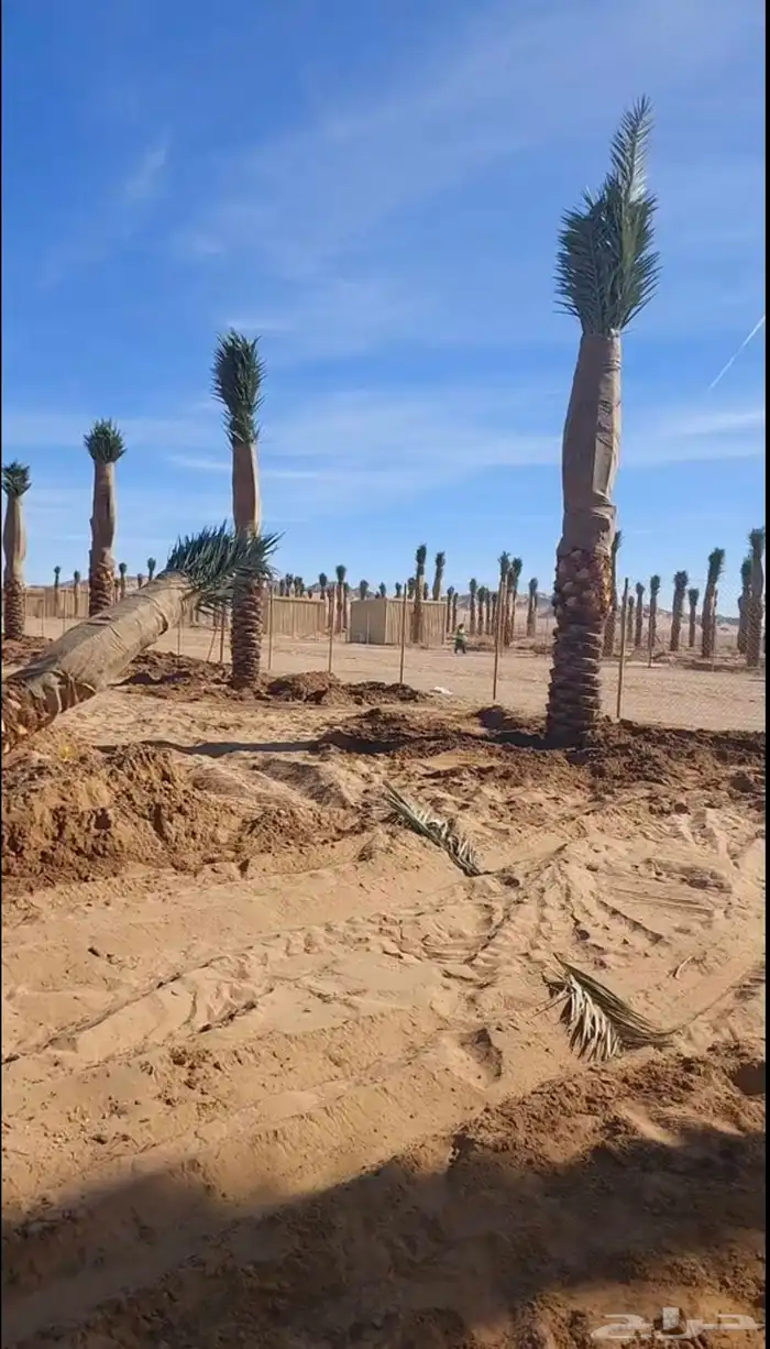 نقوم بتوريد وزراعه جميع انواع النخيل والزيتون 9